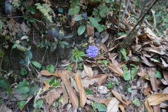 Primula glomerata