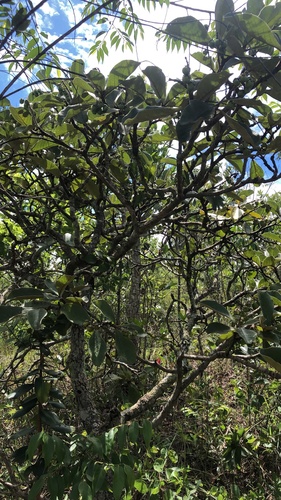 Foto de Murici do campo