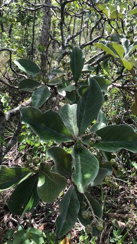 Foto de Murici do campo