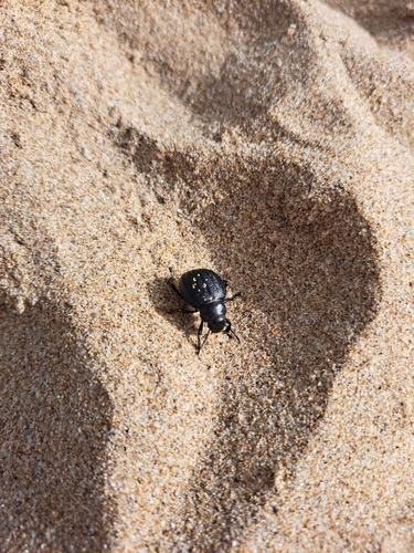 Pimelia bipunctata