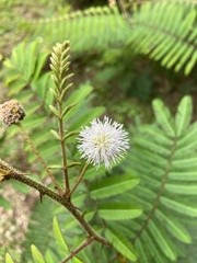 Mimosa pigra image