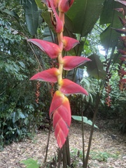 Heliconia pogonantha image