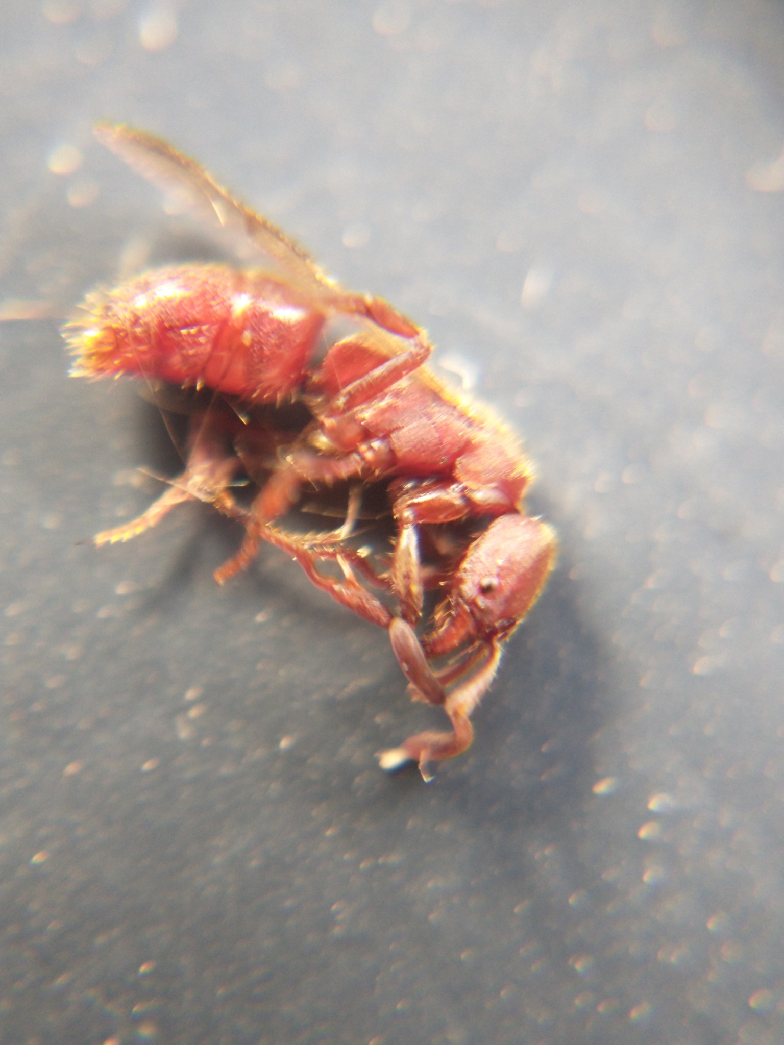 Rasopone lunaris