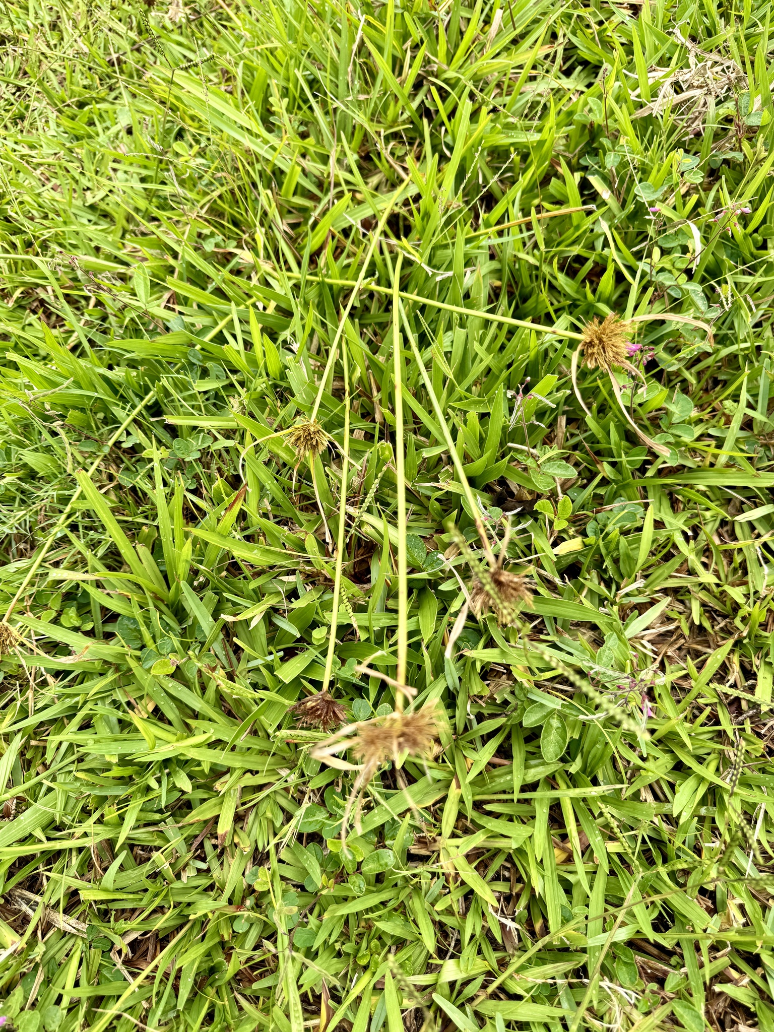 Cyperus polystachyos