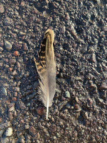 Plume de Bécassine des marais