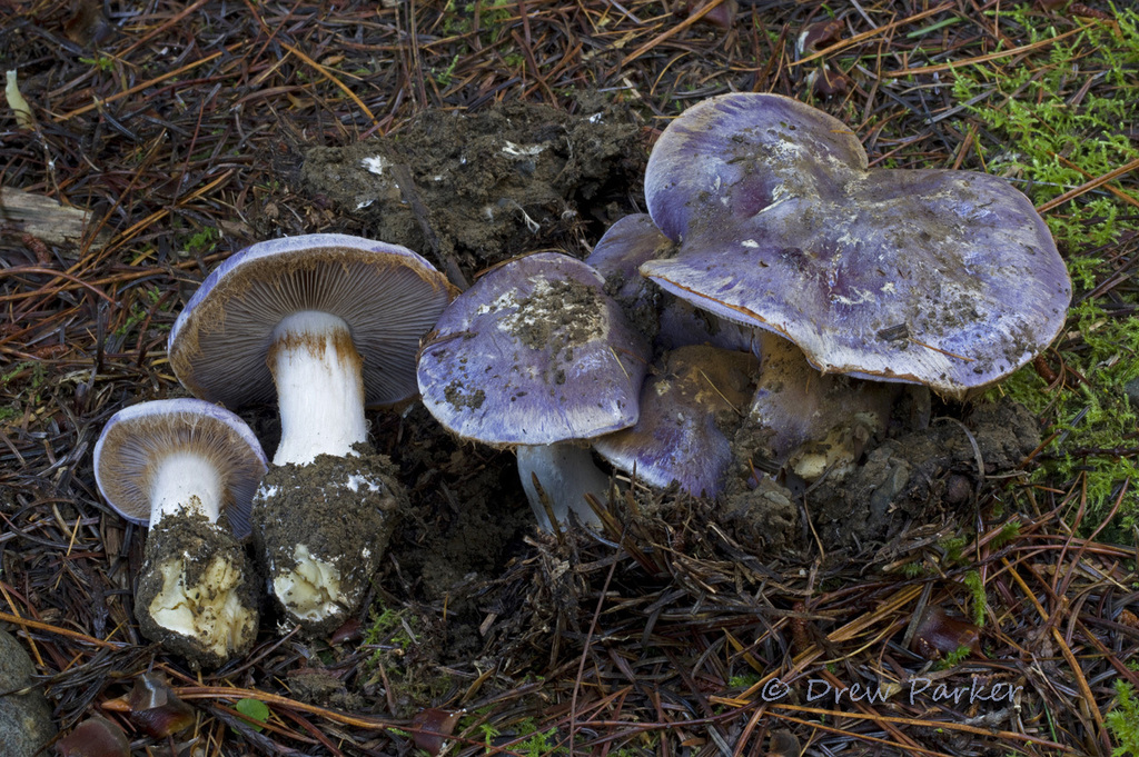 Phlegmacium hyacinthinum