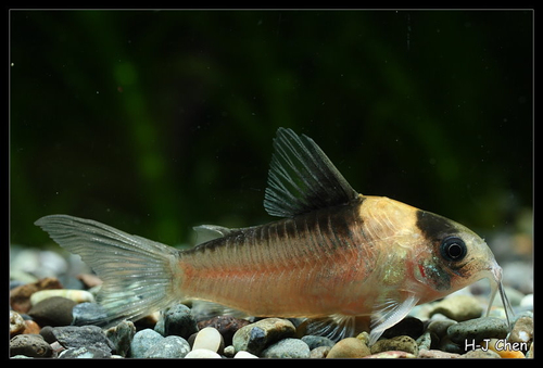 Corydoras nijsseni photo