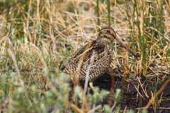 Fuegian Snipe photo 4