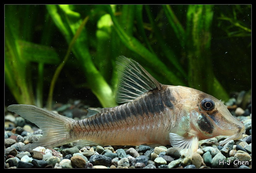 Corydoras serratus