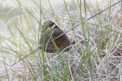 Megathymus streckeri
