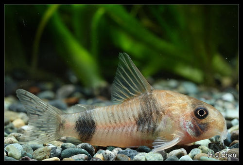 Corydoras tukano photo