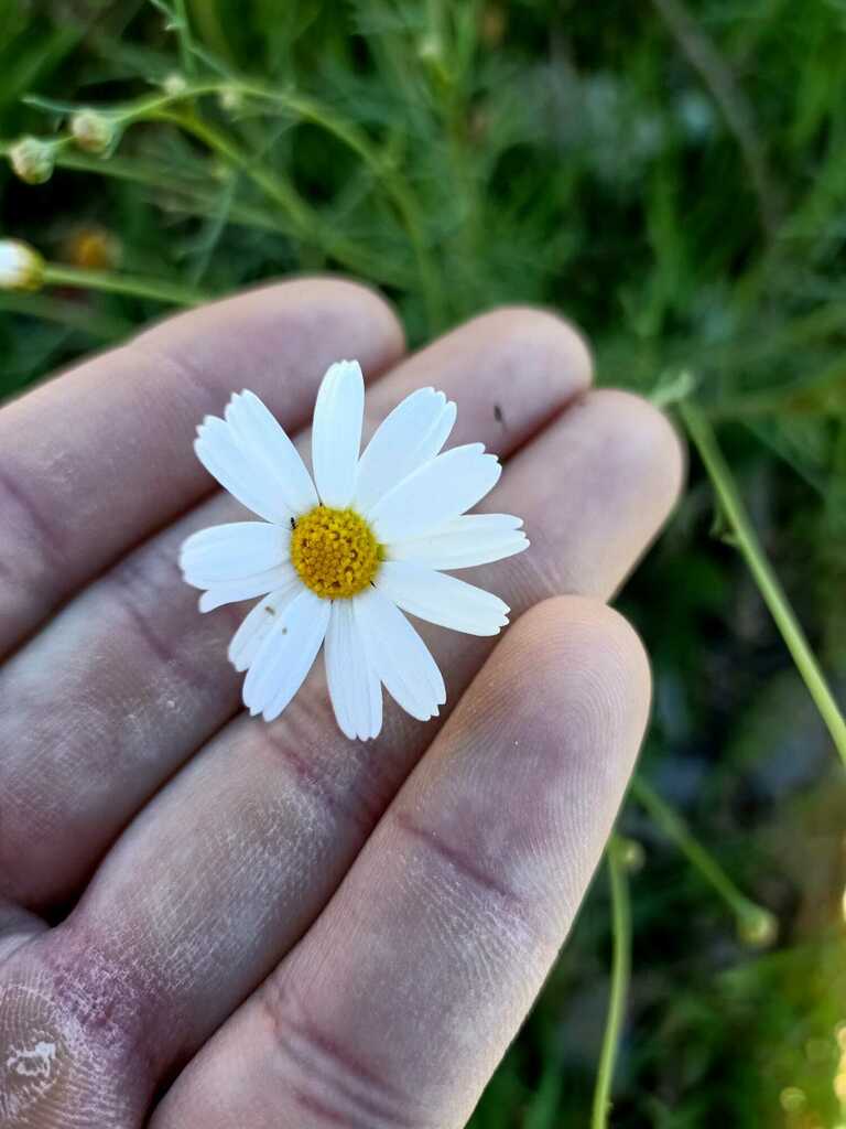 Foto de Margarida