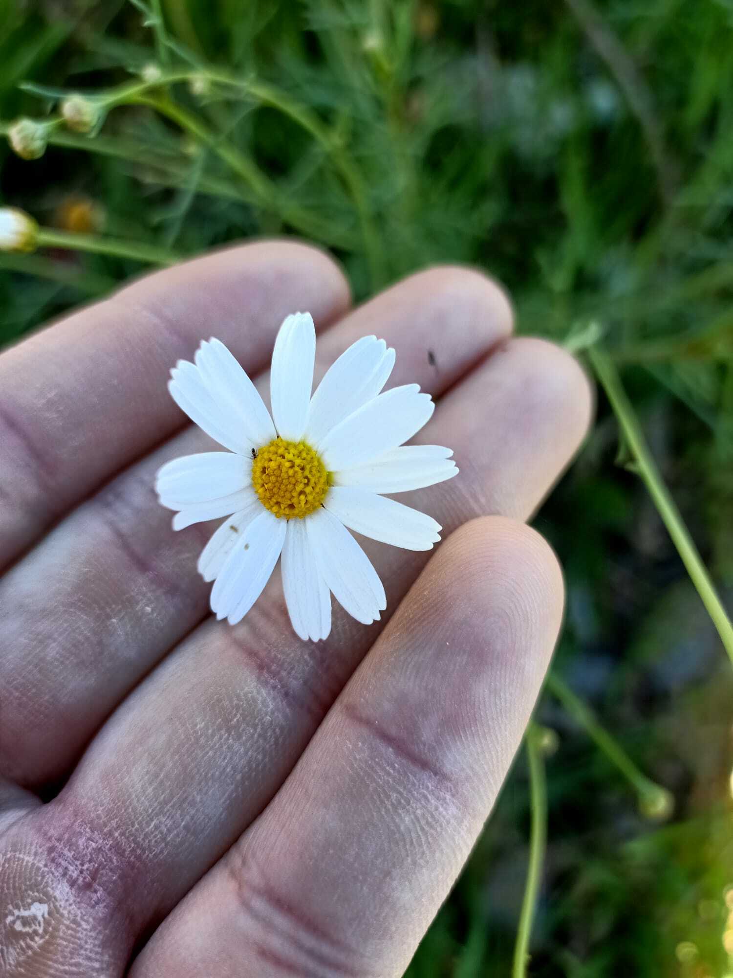 Imagem de Margarida