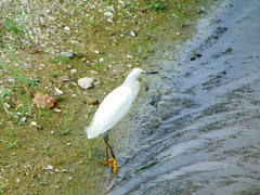 Egretta thula