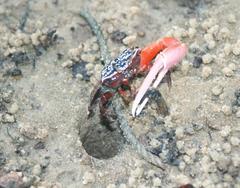 Austruca occidentalis