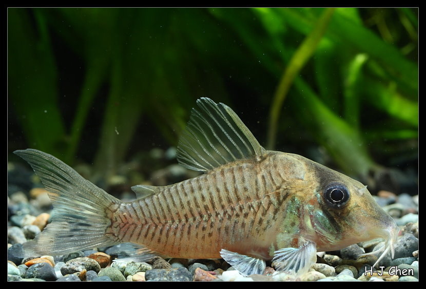 Cory