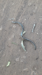 Afrotyphlops congestus