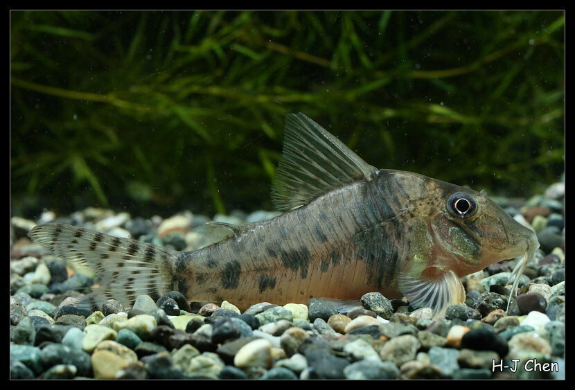 Corydoras orcesi