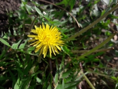 Taraxacum officinale