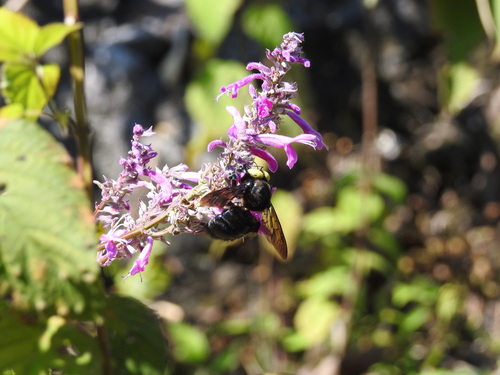 Xylocopa loripes