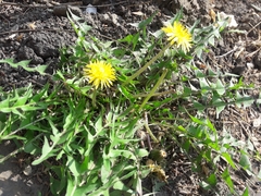 Taraxacum officinale
