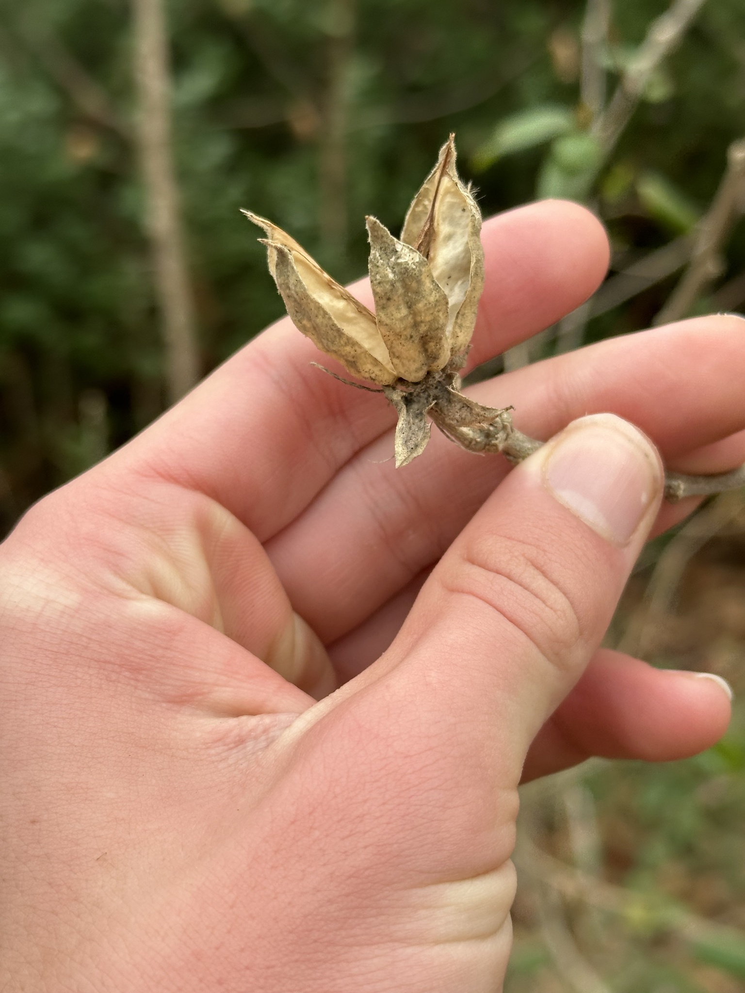 Imagem de Rosa-de-sarom