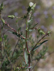 Rafinesquia californica