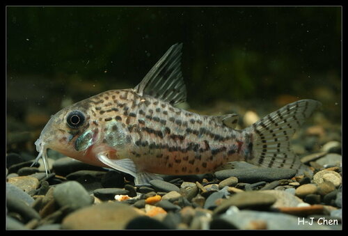 Corydoras acrensis · BioDiversity4All