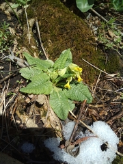 Primula veris macrocalyx