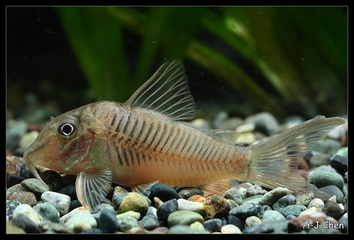 Narrowhead cory (Corydoras stenocephalus) — Callichthyidae