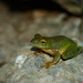 Small-eared Treefrog - Photo (c) Juan Cruzado Cortés, some rights reserved (CC BY-SA), uploaded by Juan Cruzado Cortés