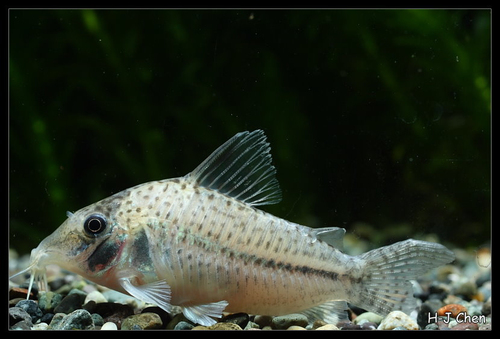 Corydoras orphnopterus photo