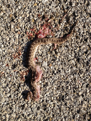 Sistrurus tergeminus