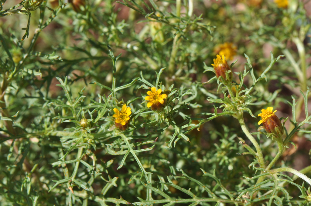 Fetid marigold from Roxborough Park, CO, USA on September 20, 2019 at ...