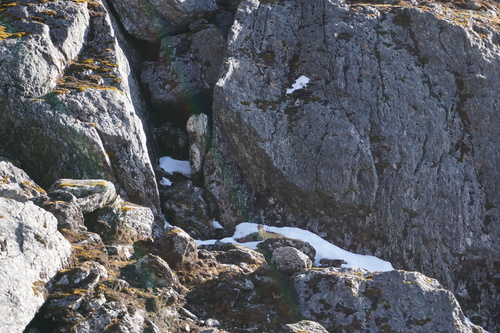 Mountain Weasel