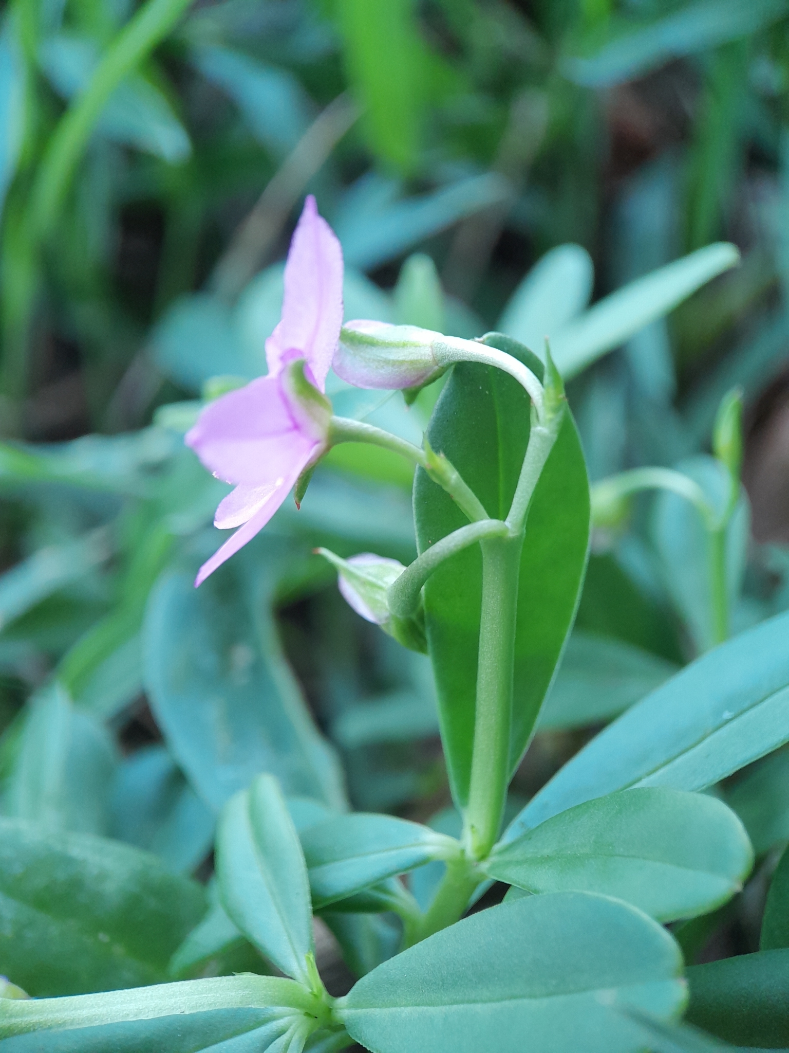 Imagem de Bredo-de-jardim