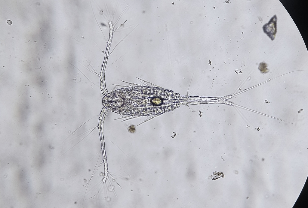 Oithona similis