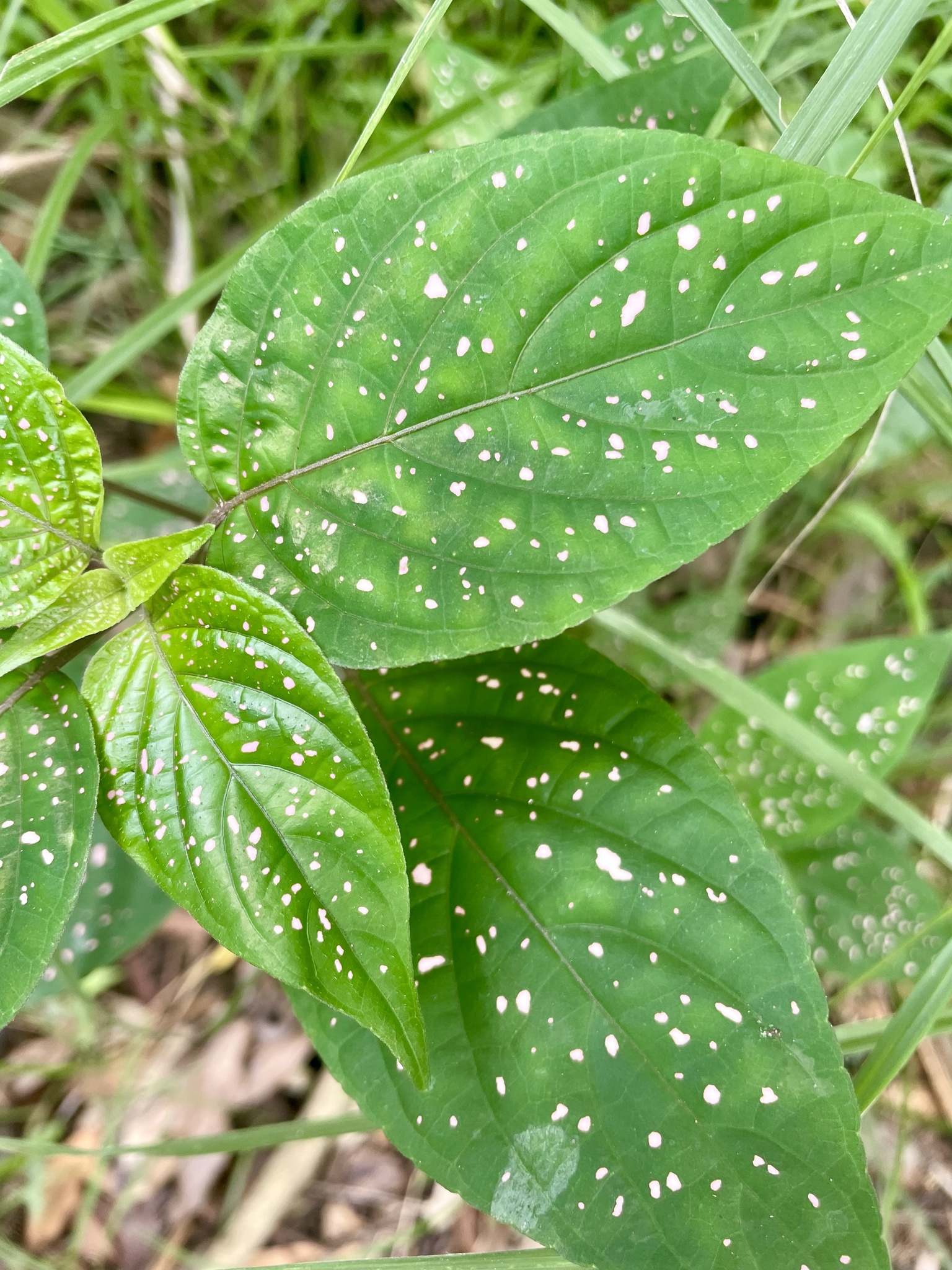 Imagem de Planta-pintada