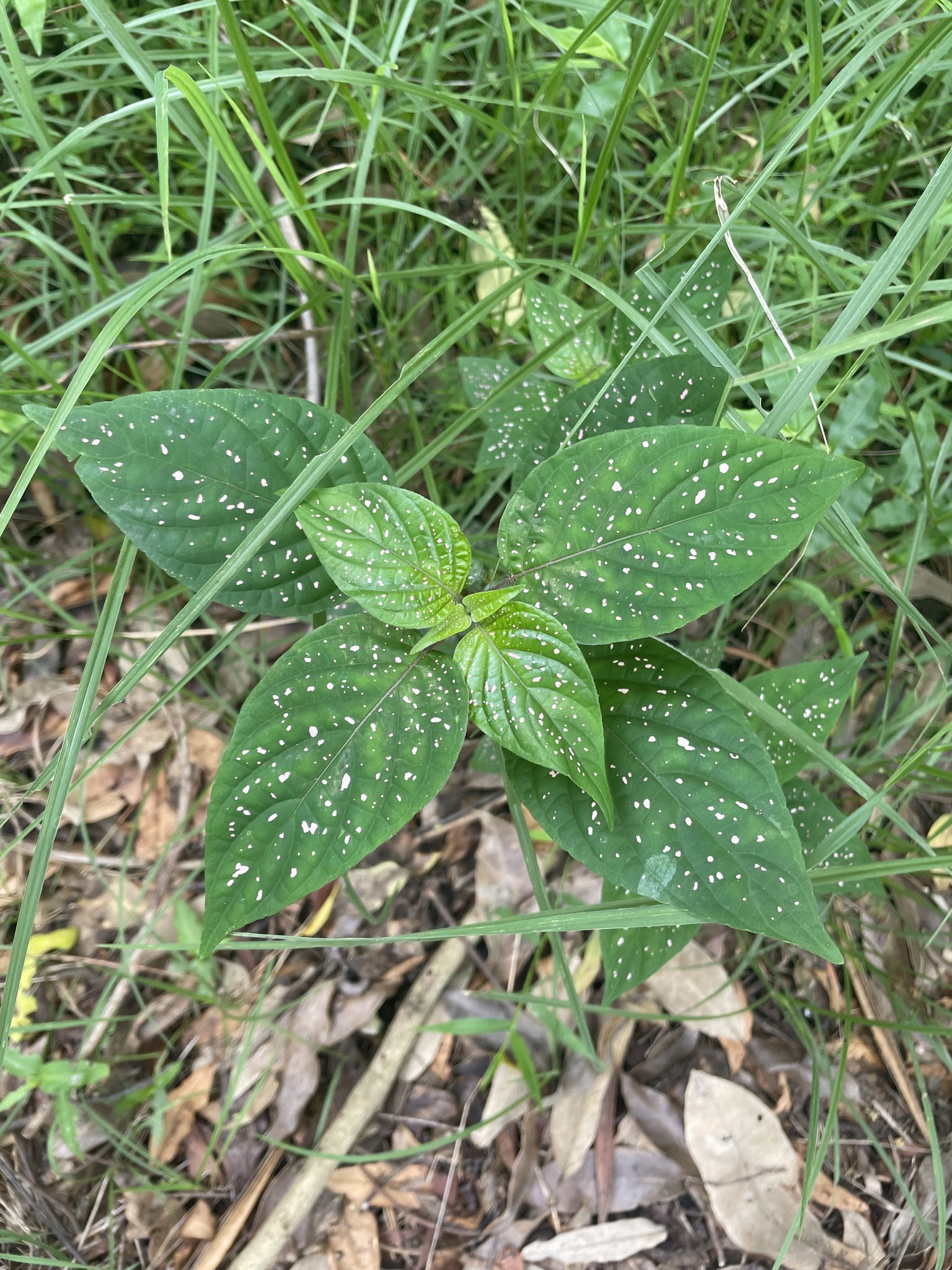 Imagem de Planta-pintada