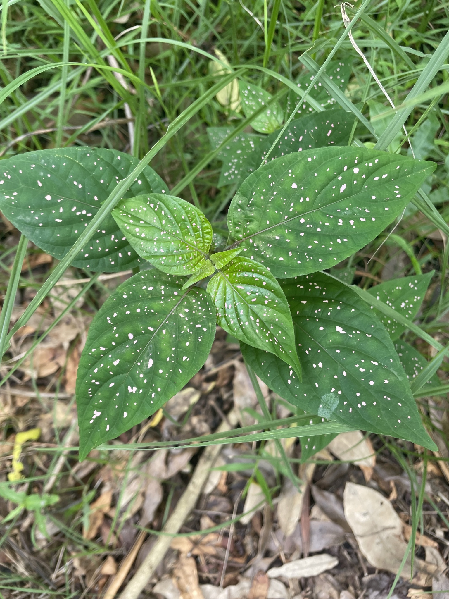 Imagem de Planta-pintada