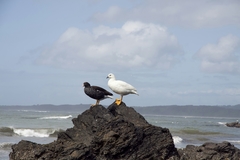 Chloephaga hybrida hybrida