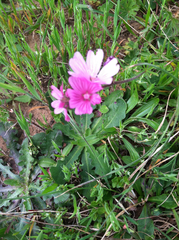 Sidalcea malviflora malviflora