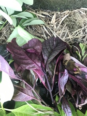 Iresine diffusa herbstii