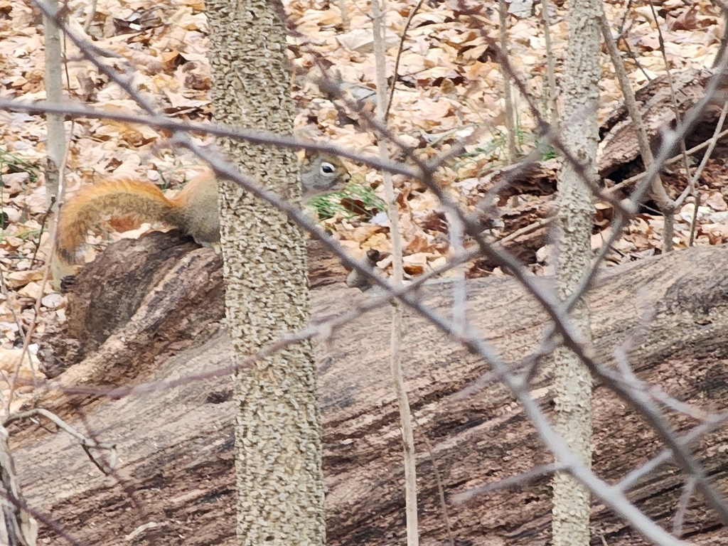 American Red Squirrel From West Lafayette IN USA On January 5 2024   Large 