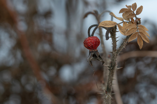 Foto de Rosa-rugosa