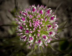 Castilleja densiflora