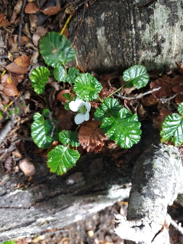 Image of Rubus geoides by (c) Pablo, some rights reserved (CC BY)