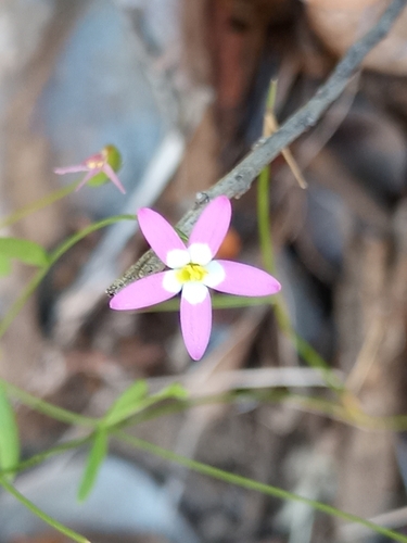 Centaurium cachanlahuen (Centaurium cachanlahuen)
