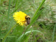 Bombus ashtoni
