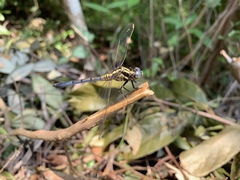 Orthetrum luzonicum